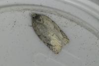 Acleris logiana