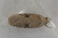 Agonopterix propinquella