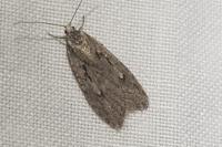Semioscopis avellanella