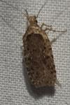 Agonopterix