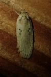 Agonopterix yeatiana