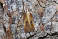 Acleris cristana