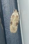 Agonopterix alstroemeriana