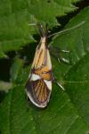 Alabonia geoffrella
