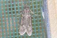 Diurnea fagella