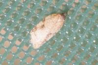 Acleris