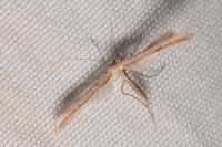 Emmelina monodactyla