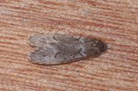 Diurnea fagella