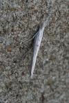 Ypsolopha mucronella