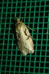 Semioscopis steinkellneriana