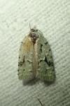 Acleris literana