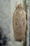 Agonopterix yeatiana