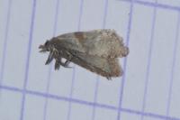Cochylidia implicitana