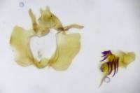 Cochylidia implicitana