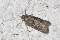 Cnephasia