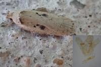 Agonopterix yeatiana