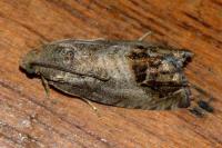 Cydia splendana