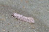 Elachista
