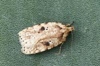 Agonopterix arenella
