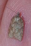 Acleris