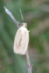 Agonopterix pallorella