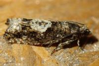 Epinotia immundana