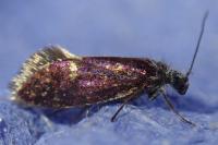 Eriocrania