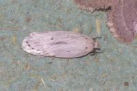 Agonopterix pallorella
