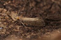 Nematopogon adansoniella