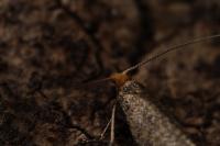 Nematopogon adansoniella