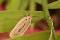 Agonopterix pallorella