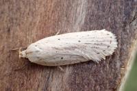 Agonopterix pallorella