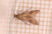 Schreckensteinia festaliella