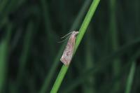Bactra lancealana
