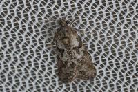Cnephasia cupressivorana