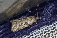Cnephasia cupressivorana
