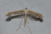 Emmelina monodactyla