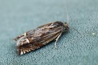 Eucosma aspidiscana