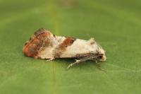 Cochylis epilinana