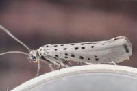 Yponomeuta sedella
