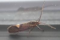 Esperia sulphurella