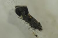 Chrysoesthia sexguttella