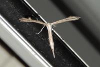 Emmelina monodactyla