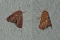Apoda limacodes