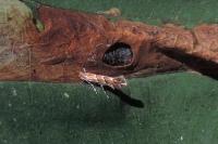 Cameraria ohridella
