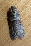 Tortricodes alternella