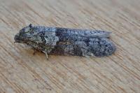 Tortricodes alternella