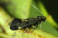 Chrysoesthia sexguttella