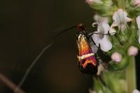Adela australis