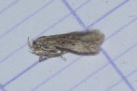 Scrobipalpula psilella